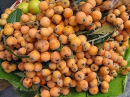 Nisperos fruit