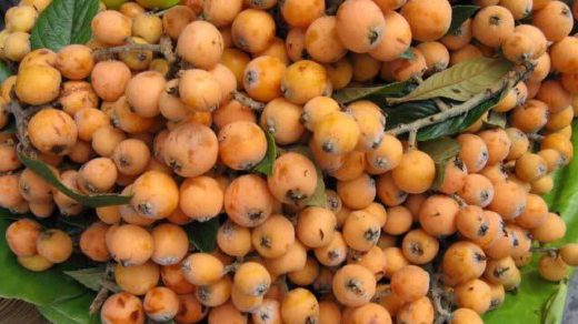 Nisperos fruit